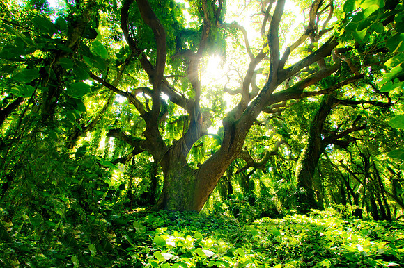 Maui Photographers Wedding Couple Best